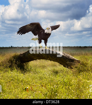 American Bald Eagle percher sur un arbre Banque D'Images