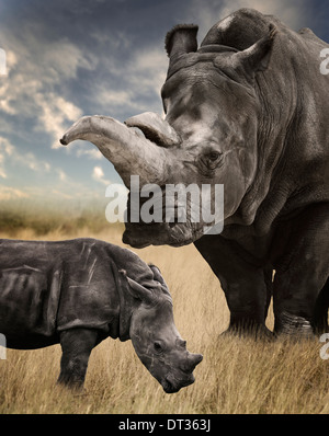 Mère et Bébé rhinocéros blanc le pâturage Banque D'Images