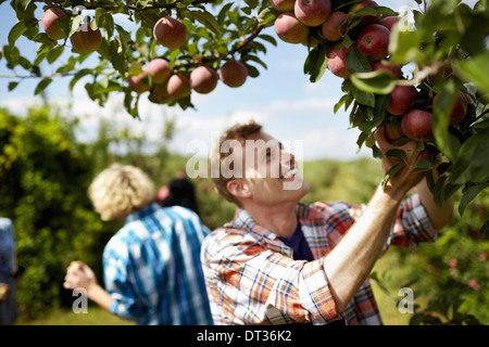 Lignes d'arbres fruitiers dans un verger bio d'un groupe de personnes choisir les pommes mûres Banque D'Images