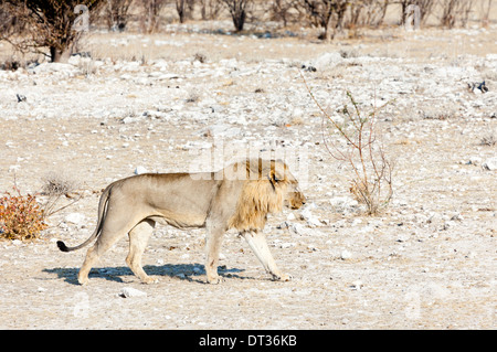 Un lion marchant dans le soleil de l'après-midi dans le parc national d'Etosha, Namibie Banque D'Images