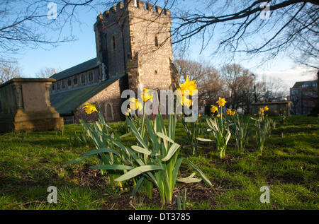 Un rare aperçu de printemps comme la météo a mis en évidence les jonquilles dans le centre de Brighton aujourd'hui à l'église St Nicholas Banque D'Images