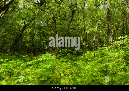 Fougère poussant dans une clairière dans la forêt dans le Dartmoor National Park, Devon, Angleterre. Banque D'Images