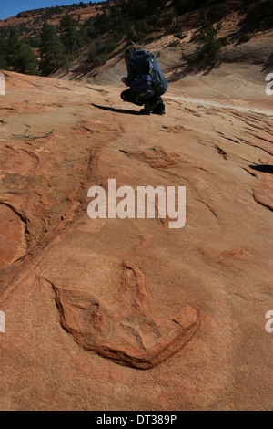 Empreinte de dinosaure fossile sur rocher de grès en couches, le sud de l'Utah Banque D'Images