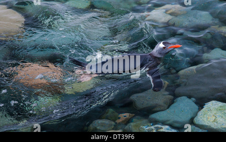 Gentoo pingouin, nager dans la mer, de l'Antarctique Banque D'Images