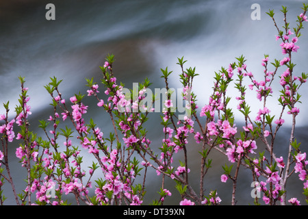 Rose printemps fleurs sur un arbuste au Bhoutan Banque D'Images