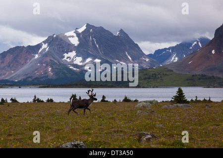 Le wapiti, Jasper National Park, Alberta, Canada Banque D'Images