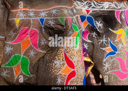 Les éléphants peints pendant Holi, la fête hindoue des couleurs, à Jaipur, Inde. Images de paons et tigres sur le front. Banque D'Images