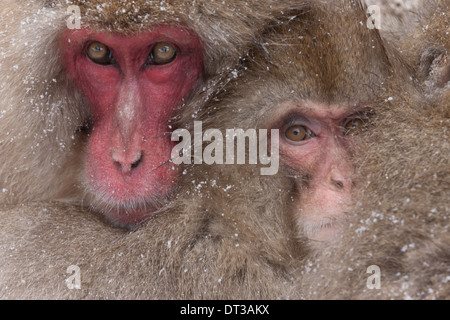 Macaques japonais, l'île de Honshu, Japon Banque D'Images