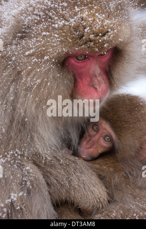 Macaques japonais, Alpes japonaises, l'île de Honshu, Japon Banque D'Images