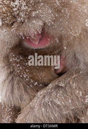 Macaques japonais, Alpes japonaises, l'île de Honshu, Japon Banque D'Images