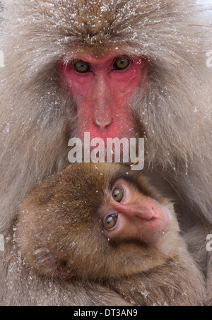 Macaques japonais, Alpes japonaises, l'île de Honshu, Japon Banque D'Images