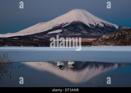 Une paire de cygnes tuberculés dans le lac Kawaguchi dans la réflexion de Mt. Fuji, Japon Banque D'Images