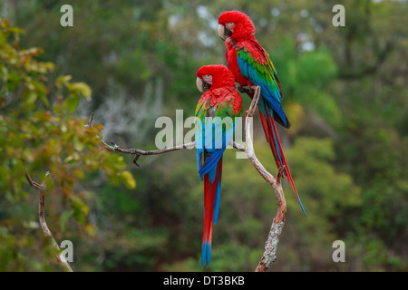 Le rouge et vert, les aras Ara chloroptera Buraco das Araras,, Brésil Banque D'Images