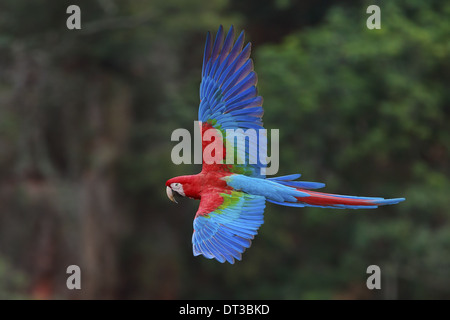 Le rouge et vert, les aras Ara chloroptera Buraco das Araras,, Brésil Banque D'Images