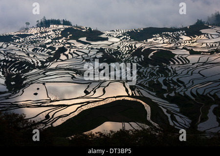 Les rizières en terrasses, Yuanyang, Chine Banque D'Images