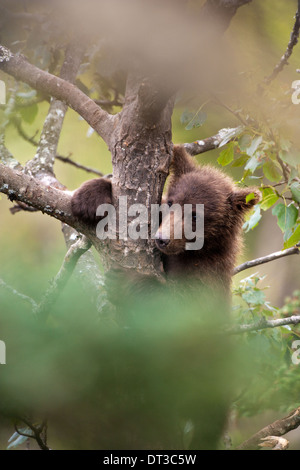 Ours brun, Ursus arctos cub escalade un arbre, Katmai National Park, Alaska, USA Banque D'Images