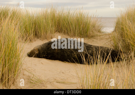 [Du Phoque gris Halichoerus grypus] bull mâle Décembre. Le Norfolk. Dans la région de dunes entre Horsey Gap et Winterton Dunes. UK Banque D'Images