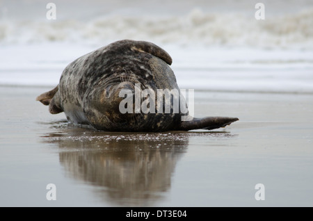 [Du Phoque gris Halichoerus grypus] bull mâle Décembre. Le Norfolk. Entre Gap et Horsey Winterton Dunes. UK Banque D'Images