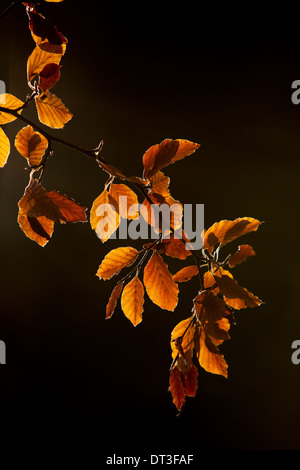 Les feuilles de hêtre retour éclairé avec la lumière du soleil de l'automne, saison d'automne. Banque D'Images