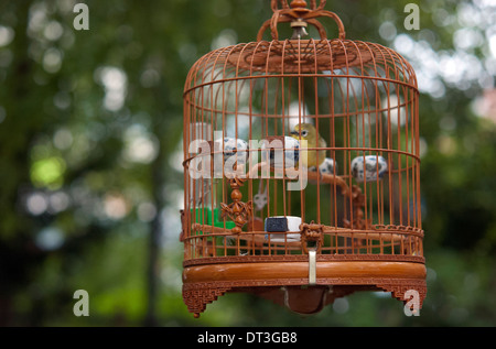 Cage à oiseaux en bois sculpté d'oiseaux Hua Mei Garden à New York Chinatown Banque D'Images