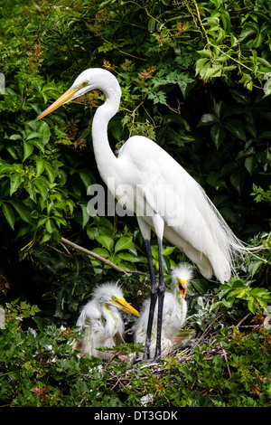 La grande aigrette (Ardea alba) et deux oisillons dans un nid. Banque D'Images