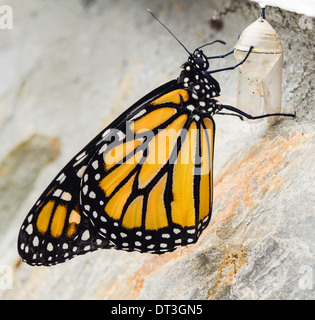 Le monarque (Danaus plexippus) vient de sortir de sa chrysalide. Banque D'Images