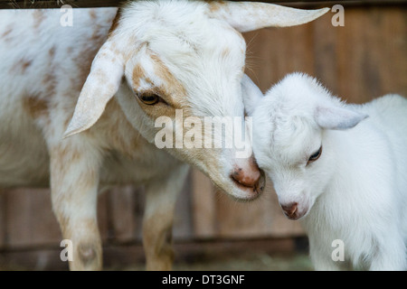 Nigerian chèvres naines (Capra aegagrus hircus) Mère et enfant nuzzling. Banque D'Images