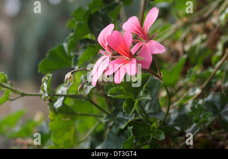 Belle fleur de géranium dans la nature Banque D'Images