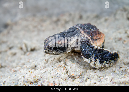 Bébé tortue de mer loggerhead (Caretta caretta), Amelia Island, Floride Banque D'Images