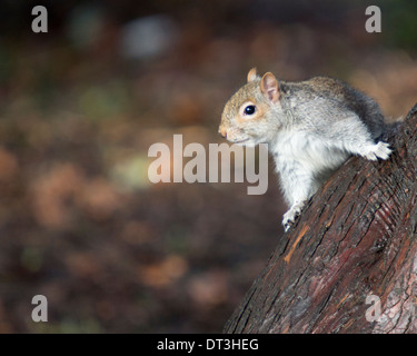 L'écureuil gris Sciurus carolinensis dans un arbre du parc de la région en quête de nourriture ou les écrous qui vivent à l'état sauvage Banque D'Images