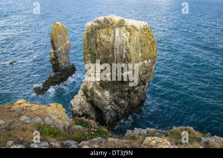 Elegug Stacks sur la côte galloise dans le parc national de la côte du Pembrokeshire, pays de Galles Royaume-Uni Banque D'Images