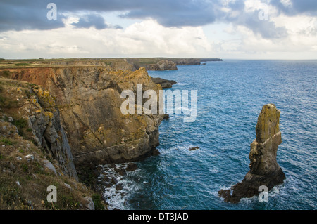 Elegug Stacks sur la côte galloise dans le parc national de la côte du Pembrokeshire, pays de Galles Royaume-Uni Banque D'Images