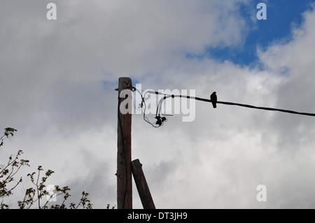 Oiseau Pigeon posé sur un fil et ciel nuageux. Contexte L'animal. Banque D'Images