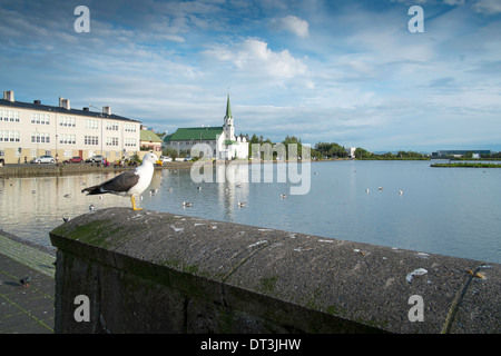 Seagull sur le mur autour du lac Tjörnin, Reykjavik, Islande Banque D'Images