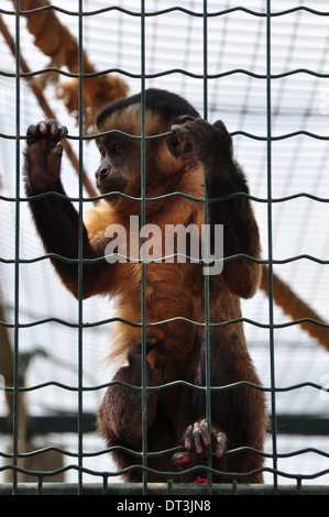 Capucin à tête noire singe écureuil dans une cage. Des animaux sauvages au zoo. Banque D'Images