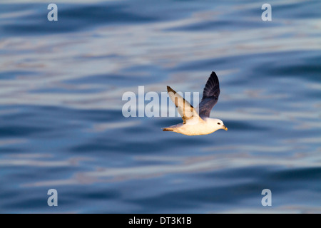 Le fulmar boréal en vol au dessus de l'eau, Grundarfjordur, Islande Banque D'Images