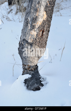 Les dents de castor hos utilisée pour couper ce petit arbre Banque D'Images