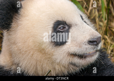 Close up of young Panda Géant Banque D'Images