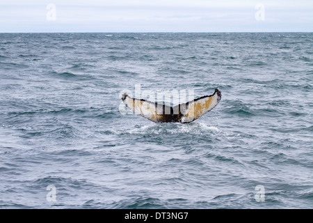 Plongée baleine à bosse dans le fjord, Akureyri, Islande Banque D'Images