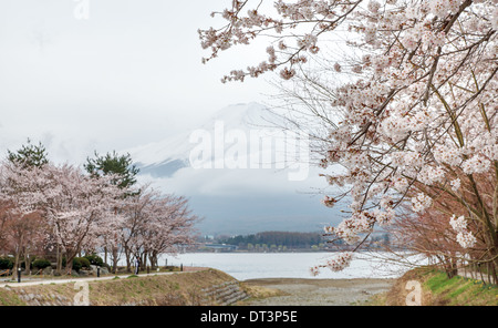 De beaux paysages de cerisiers rose et le mont Fuji en arrière-plan le long de la voie au printemps, Kawaguchi Japon Banque D'Images