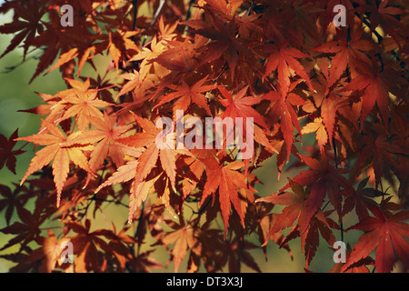 Japanese maple leafs arbre fond rouge Banque D'Images