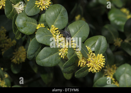 Un gros plan du fort de fleurs. Buxus sempervirens Banque D'Images