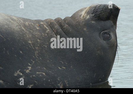 Un jeune éléphant de mer (Mirounga leonina) ayant un matin détendu, dans Pleneau Island, péninsule antarctique. Banque D'Images