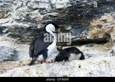 Portrait de deux Cormorans aux yeux bleus ou les cormorans (Phalacrocorax atriceps) dans leur nid, sur un mur rocheux. Paradise Bay, l'Antarctique. Banque D'Images