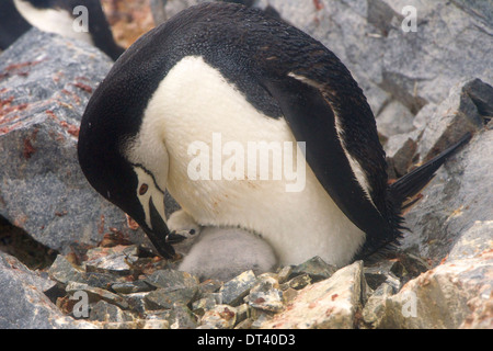 Manchot à Jugulaire (Pygoscelis antarctica) nourrir son poussin. Ce petit chap est seulement un couple des semaines... Banque D'Images