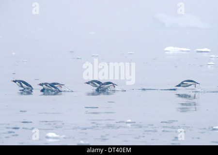 Groupe de manchots papous (Pygoscelis papua) marsouinage en Wilhelmina Bay, péninsule antarctique. Banque D'Images