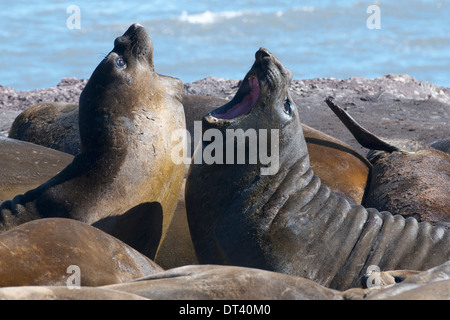 Les éléphants de mer (Mirounga leonina) les jeunes hommes 'dialogue', dans les îles Shetland du Sud, près de la péninsule antarctique. Banque D'Images