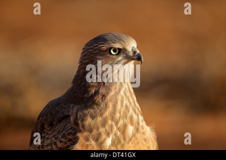 Chant pâle immatures (Melierax canorus) autour des palombes, désert du Kalahari, Afrique du Sud Banque D'Images