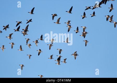 Oie à bec rose, Anser brachyrhynchus ; hiver ; troupeau en vol ; UK Banque D'Images