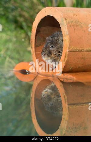 Le Campagnol de l'eau ; Arvicola terrestris ; dans un tuyau ; UK Banque D'Images